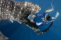 Whale Shark (Rhincodon typus) biologist Brent Stewart from Hubbs Sea World Research Institute checking if shark has been PIT tagged as part of a study to determine geographical range, numbers and loca...