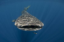 Whale Shark (Rhincodon typus), Cenderawasih Bay, West Papua, Indonesia