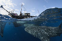 Whale Shark (Rhincodon typus) pair filter feeding at floating fishing platform, Cenderawasih Bay, West Papua, Indonesia