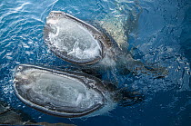 Whale Shark (Rhincodon typus) pair filter feeding at surface, Cenderawasih Bay, West Papua, Indonesia