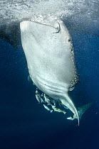 Whale Shark (Rhincodon typus) filter feeding at surface, Cenderawasih Bay, West Papua, Indonesia