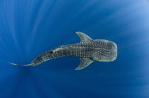 Whale Shark (Rhincodon typus), Cenderawasih Bay, West Papua, Indonesia