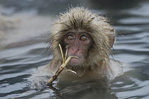 Japanese Macaque (Macaca fuscata) young feeding on bark in hot spring, Jigokudani, Japan