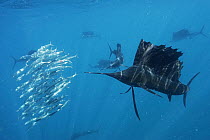 Atlantic Sailfish (Istiophorus albicans) group hunting Round Sardinella (Sardinella aurita) school, Isla Mujeres, Mexico