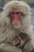 Japanese Macaque (Macaca fuscata) mother and young in hot spring, Jigokudani, Japan