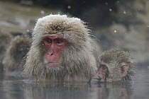 Japanese Macaque (Macaca fuscata) mother and young in hot spring, Jigokudani, Japan