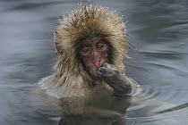 Japanese Macaque (Macaca fuscata) young in hot spring, Jigokudani, Japan