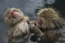 Japanese Macaque (Macaca fuscata) juveniles grooming in hot spring, Jigokudani, Japan