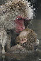 Japanese Macaque (Macaca fuscata) mother and young sleeping in hot spring, Jigokudani, Japan