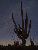 Saguaro (Carnegiea gigantea) cactus at night, Saguaro National Park, Arizona