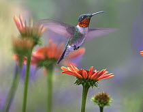 Ruby-throated Hummingbird (Archilochus colubris) male hovering above flowers, North America