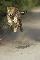 Cheetah (Acinonyx jubatus) running, San Diego Zoo, San Diego, California
