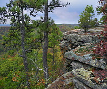 Deciduous forest in fall, Petit Jean State Park, Arkansas