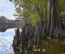 Bald Cypress (Taxodium distichum) trees showing root knees in wetland, White River National Wildlife Refuge, Arkansas