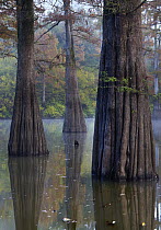 Bald Cypress (Taxodium distichum) trees in wetland, White River National Wildlife Refuge, Arkansas
