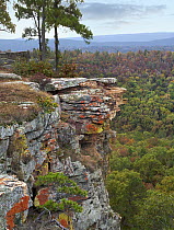 Deciduous forest and cliff in fall, Petit Jean State Park, Arkansas