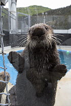 Sea Otter (Enhydra lutris) standing against glass, Alaska SeaLife Center, Seward, Alaska