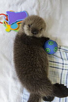 Sea Otter (Enhydra lutris) three week old orphaned pup with toys, Alaska SeaLife Center, Seward, Alaska