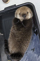 Sea Otter (Enhydra lutris) three week old orphaned pup floating in bucket, Alaska SeaLife Center, Seward, Alaska