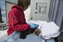 Sea Otter (Enhydra lutris) stranding supervisor, Halley Werner, taking blood sample from three week old orphaned pup, Alaska SeaLife Center, Seward, Alaska