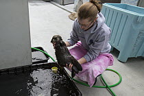 Sea Otter (Enhydra lutris) caretaker, Deanna Troeauga, carrying three week old orphaned pup, Alaska SeaLife Center, Seward, Alaska
