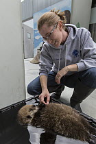 Sea Otter (Enhydra lutris) caretaker, Deanna Troeauga, with three week old orphaned pup, Alaska SeaLife Center, Seward, Alaska