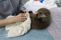 Sea Otter (Enhydra lutris) three week old orphaned pup being dried off, Alaska SeaLife Center, Seward, Alaska