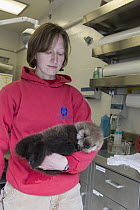 Sea Otter (Enhydra lutris) stranding supervisor, Halley Werner, carrying three week old orphaned pup, Alaska SeaLife Center, Seward, Alaska
