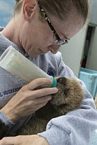Sea Otter (Enhydra lutris) caretaker, Deanna Troeauga, bottle-feeding three week old orphaned pup, Alaska SeaLife Center, Seward, Alaska