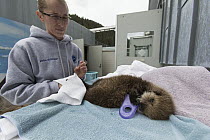 Sea Otter (Enhydra lutris) caretaker, Deanna Troeauga, with three week old orphaned pup, Alaska SeaLife Center, Seward, Alaska