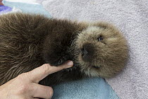 Sea Otter (Enhydra lutris) three week old orphaned pup holding caretaker finger, Alaska SeaLife Center, Seward, Alaska