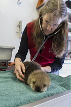 Sea Otter (Enhydra lutris) veterinarian, Carrie Goertz, examining three week old orphaned pup, Alaska SeaLife Center, Seward, Alaska