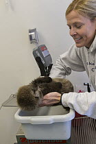 Sea Otter (Enhydra lutris) caretaker, Julie McCarthy, weighing three week old orphaned pup, Alaska SeaLife Center, Seward, Alaska