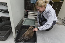 Sea Otter (Enhydra lutris) caretaker, Julie McCarthy, with three week old orphaned pup, Alaska SeaLife Center, Seward, Alaska