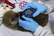 Sea Otter (Enhydra lutris) three week old orphaned pup getting blood test, Alaska SeaLife Center, Seward, Alaska
