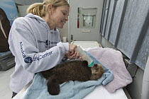 Sea Otter (Enhydra lutris) caretaker, Julie McCarthy, bottle-feeding three week old orphaned pup, Alaska SeaLife Center, Seward, Alaska