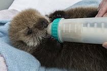 Sea Otter (Enhydra lutris) three week old orphaned pup being bottle-fed, Alaska SeaLife Center, Seward, Alaska