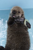 Sea Otter (Enhydra lutris) three week old orphaned pup playing with toy, Alaska SeaLife Center, Seward, Alaska