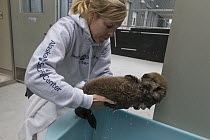 Sea Otter (Enhydra lutris) caretaker, Julie McCarthy, carrying three week old orphaned pup, Alaska SeaLife Center, Seward, Alaska