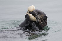 Sea Otter (Enhydra lutris) feeding on clam, Monterey Bay, California