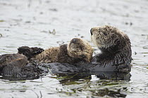 Sea Otter (Enhydra lutris) mother and three week old pup, Monterey Bay, California