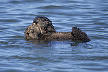 Sea Otter (Enhydra lutris) mother and pup, Monterey Bay, California