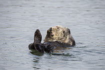 Sea Otter (Enhydra lutris) grooming, Monterey Bay, California