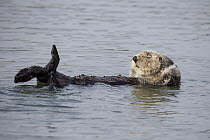 Sea Otter (Enhydra lutris) grooming, Monterey Bay, California