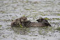 Sea Otter (Enhydra lutris) mother and six week old pup, Monterey Bay, California
