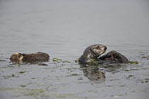 Sea Otter (Enhydra lutris) mother and two week old pup wrapped in eelgrass, Monterey Bay, California