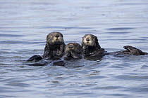 Sea Otter (Enhydra lutris) trio, Monterey Bay, California