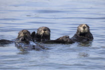 Sea Otter (Enhydra lutris) trio, Monterey Bay, California