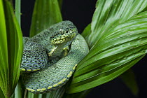 Two-striped Forest Pitviper (Bothriopsis bilineata smaragdinus), native to South America