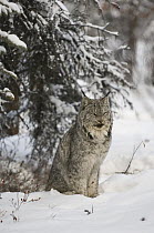Canada Lynx (Lynx canadensis), Alaska